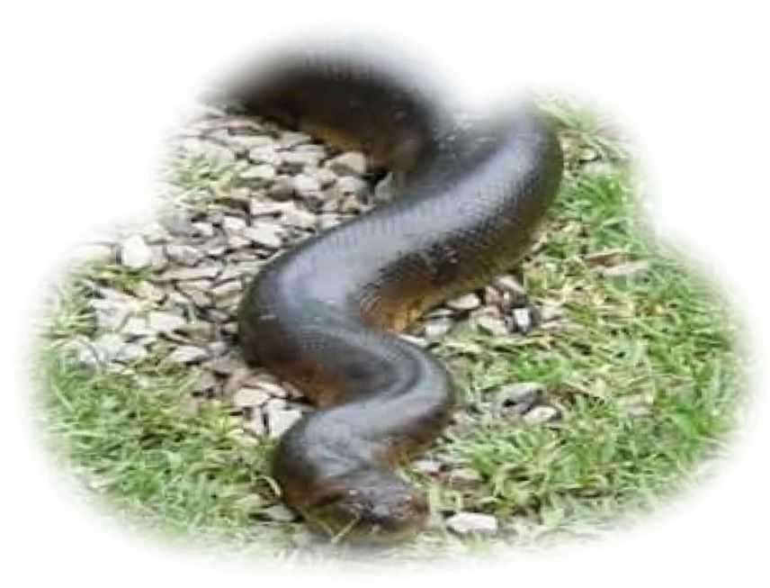 Сонник белая змея нападает на сайте сонник гуру