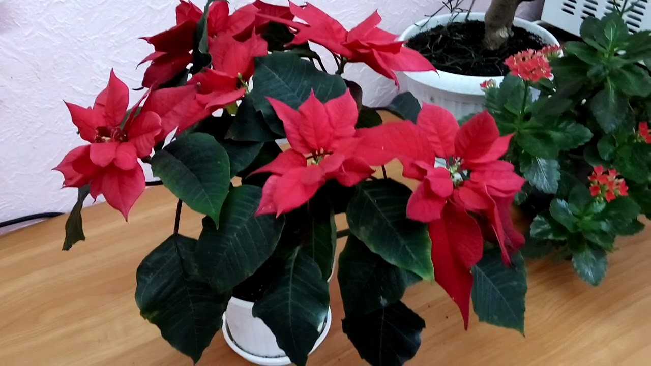Пуансеттия (рождественская звезда) – цветок в доме: приметы и суеверия