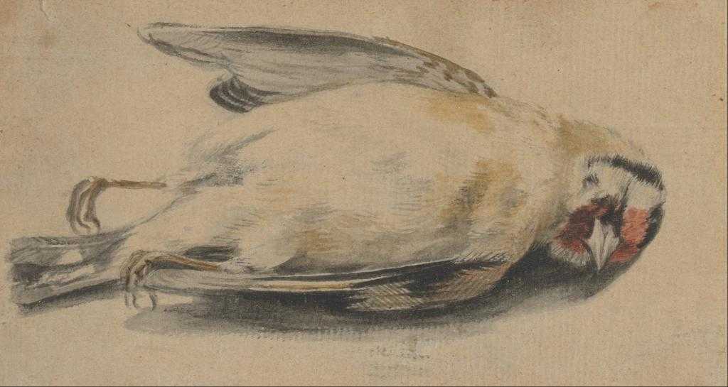 К чему снится мертвая птица: значение и толкование сна