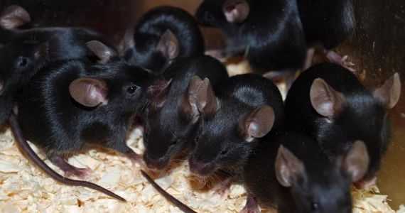 К чему снятся крысы: женщине, мужчине, снится много крыс, убитая, черная
