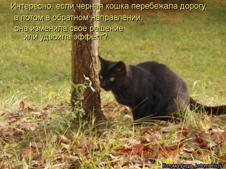 Черная кошка: приметы и суеверия. если черная кошка в доме, перебежала дорогу, приблудилась — к чему это? народные приметы про черную кошку