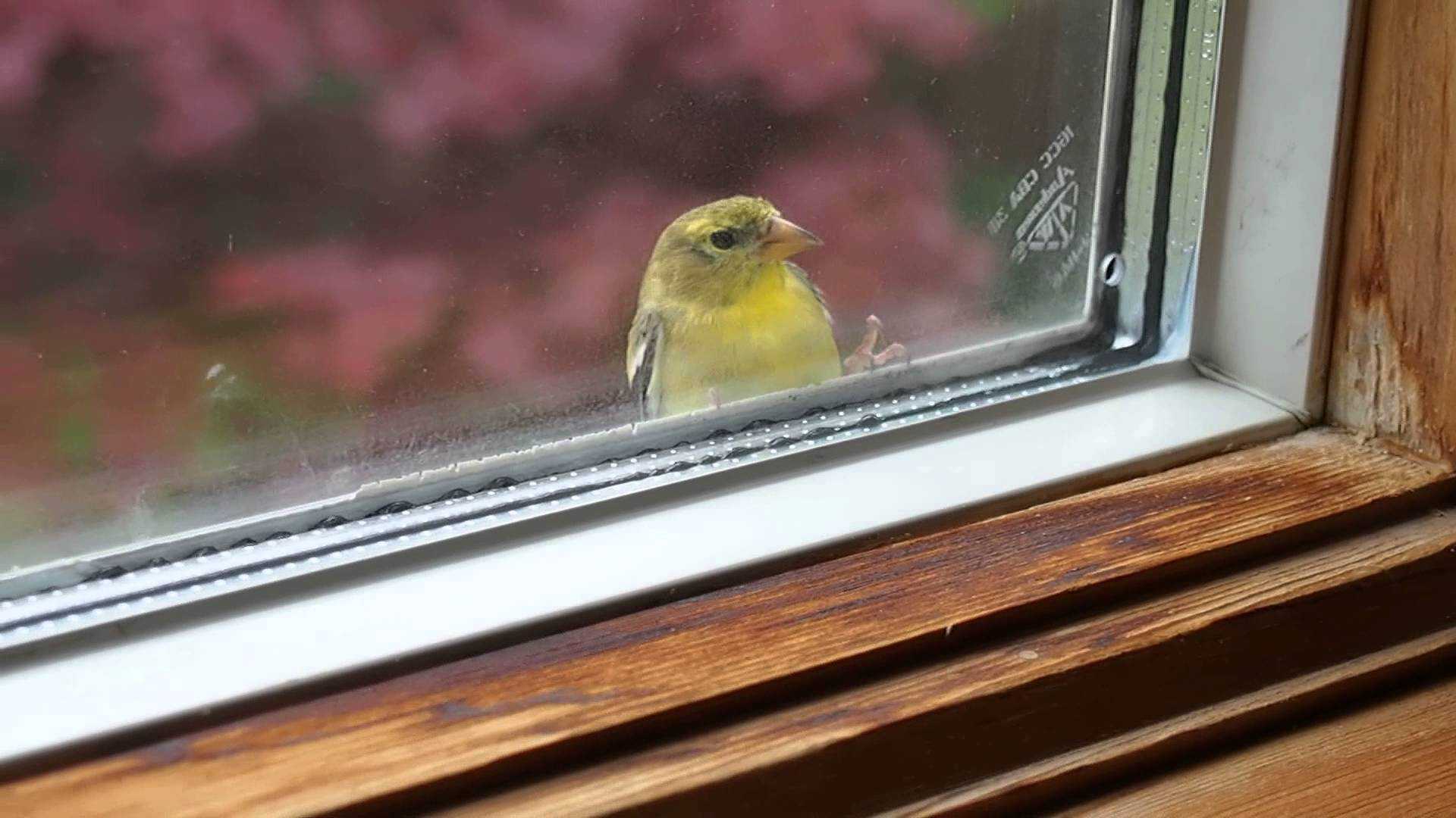 Почему птица стучит в окно. Птица на подоконнике. Птицы за окном. Птицы на окна. Птица бьется в окно.
