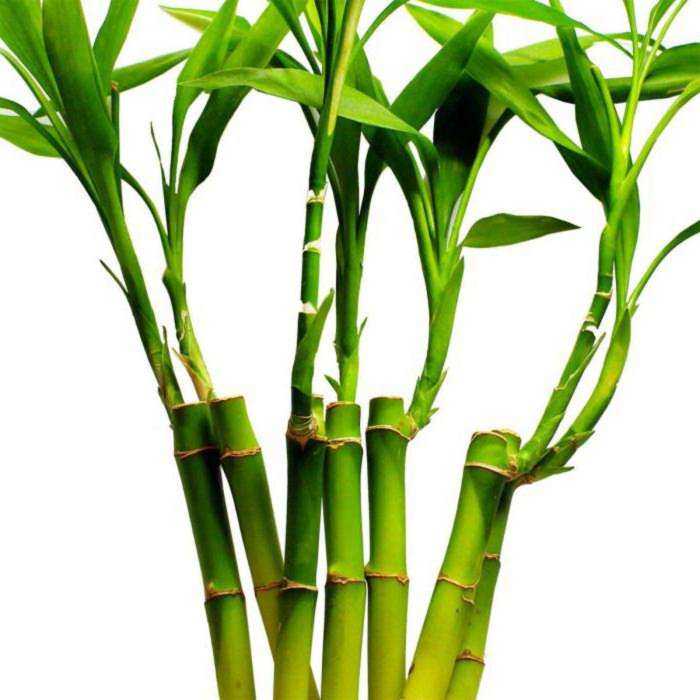 Бамбук счастья, выращивание и приметы. обсуждение на liveinternet