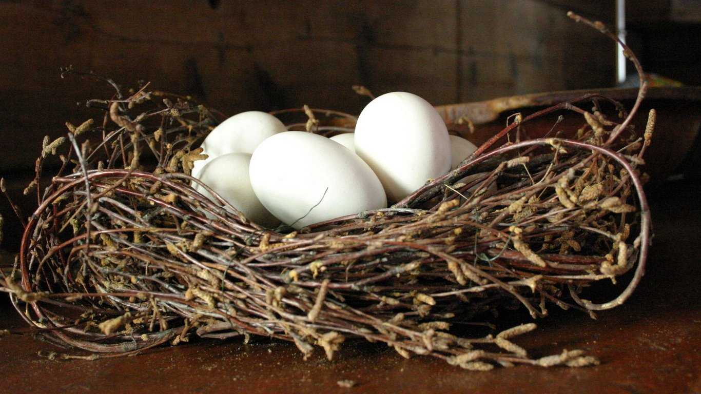 К чему снится гнездо: пустое, разорённое, с яйцами, с птенцами? основные толкования: к чему снится гнездо -