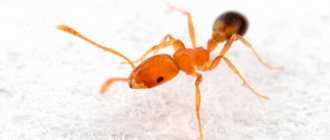 К чему снится муравей? сонник муравьи во сне.