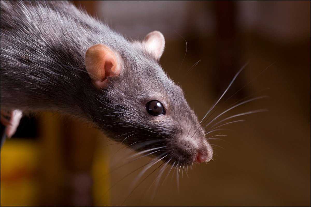 К чему снятся дохлые крысы и с чем это связано? к чему снятся мертвые крысы.