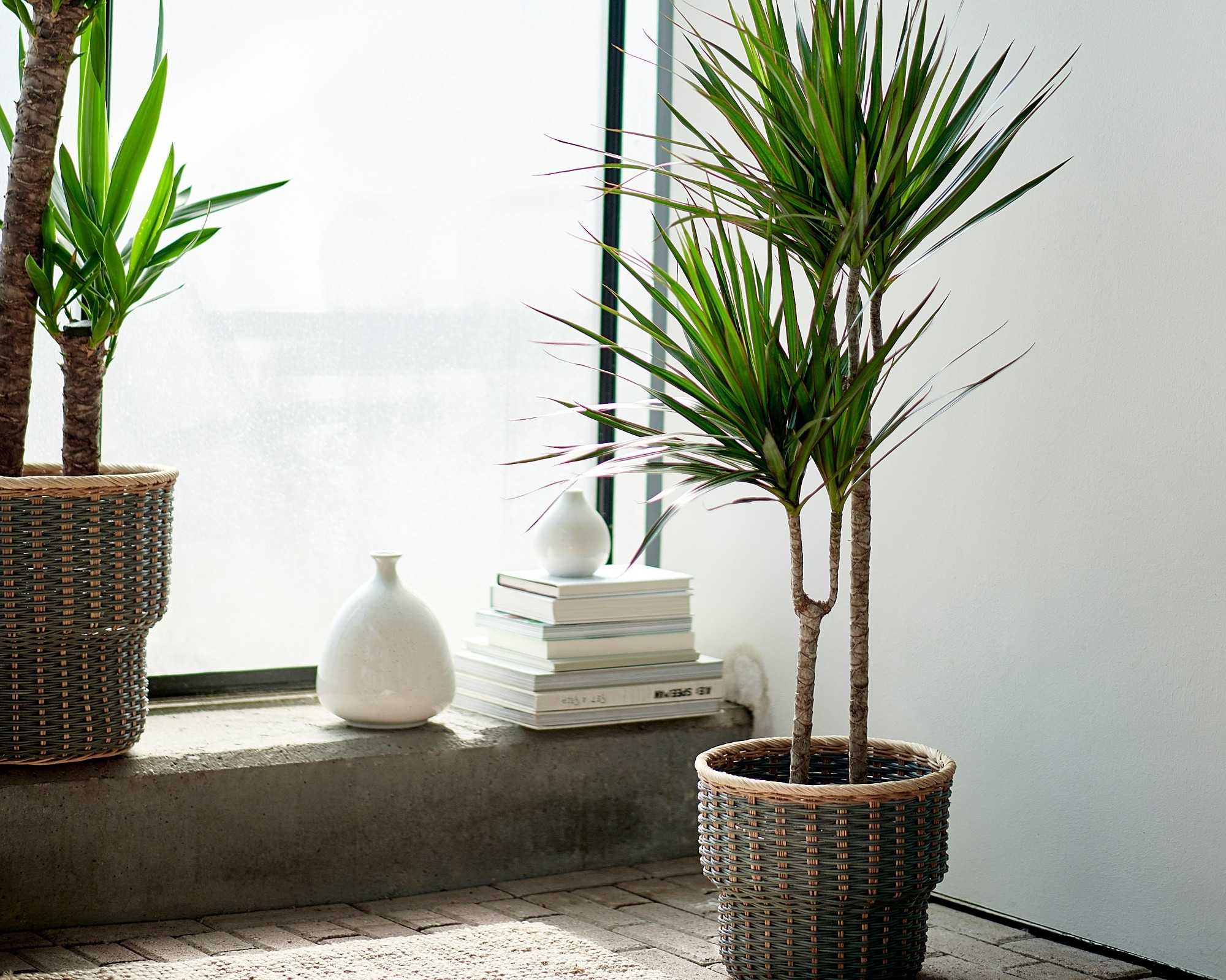 Пальма в доме - хорошо или плохо: приметы и суеверия, можно ли держать в квартире финиковую пальму