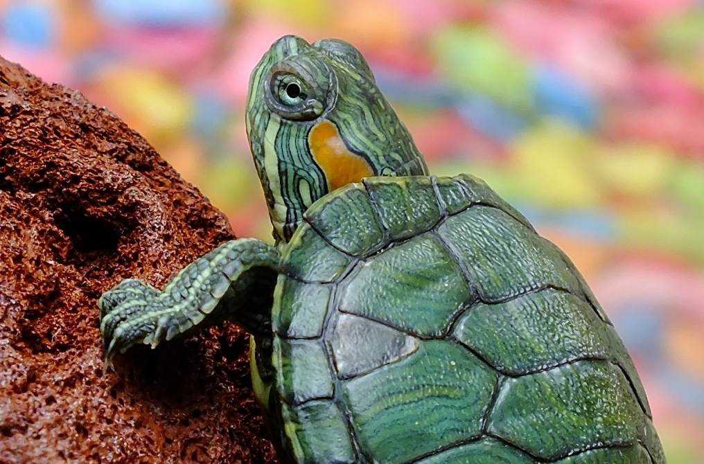 Видеть во сне черепаху: что значит по соннику?