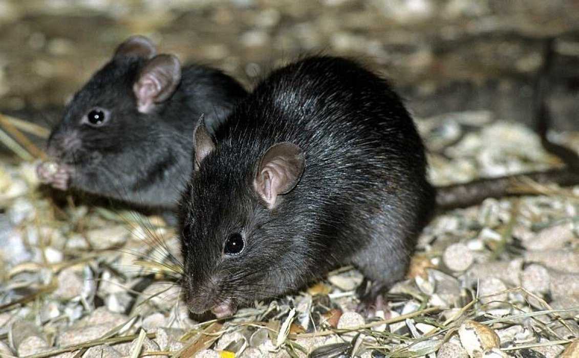 К чему снится черная крыса: значение и толкование сна