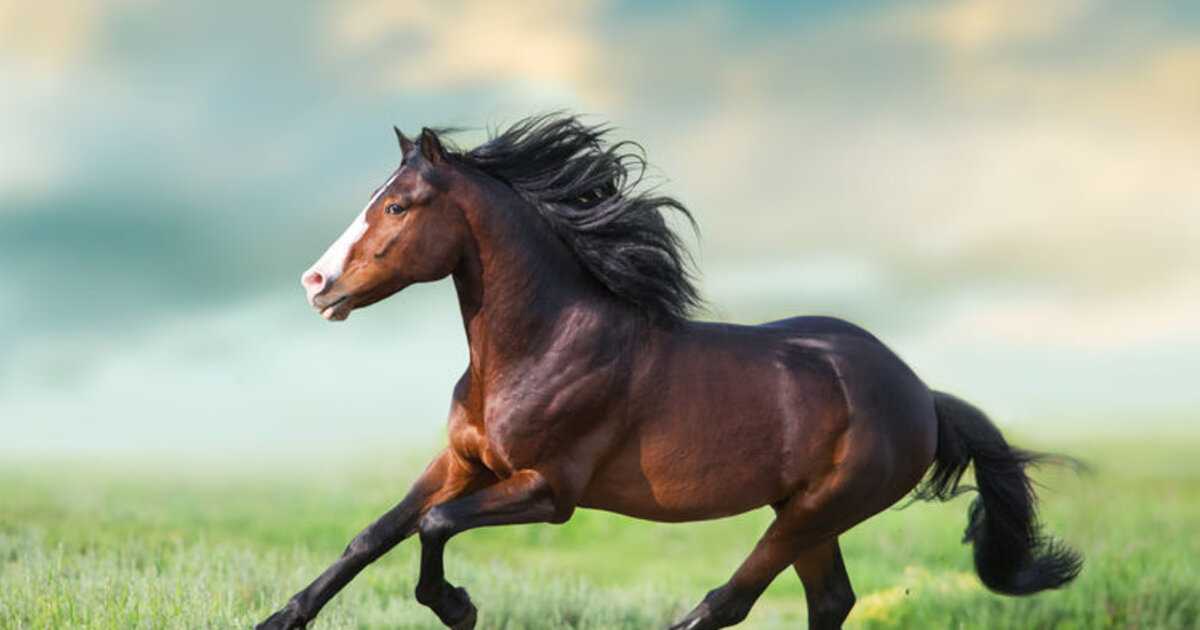 К чему снится сон о лошадях девушке или мужчине: красивые, необычные, мертвые животные