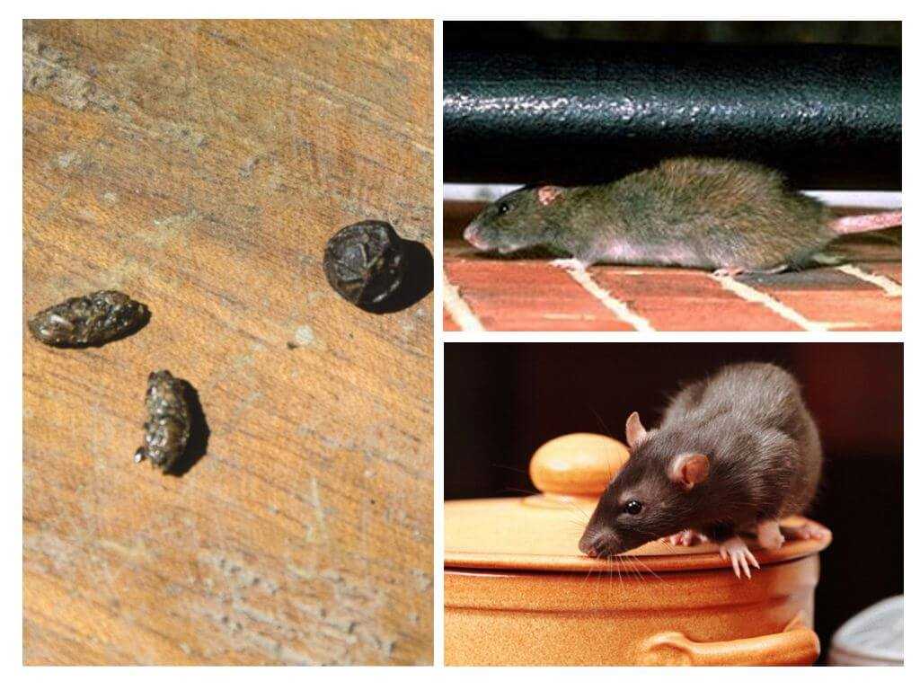 Узнайте приметы, к чему иногда в доме появляются мыши — толкование поверья