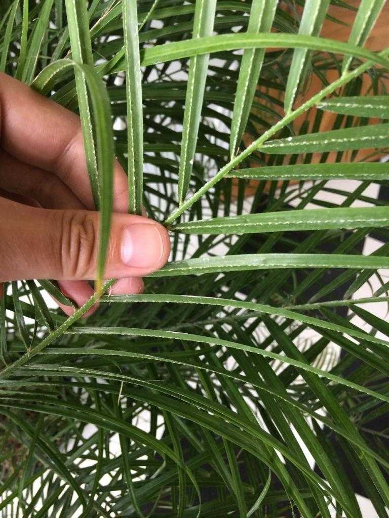 Можно ли держать дома финиковую и другие виды пальм: приметы и суеверия