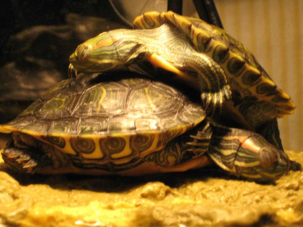 К чему снится  черепаха во сне — по 90 сонникам! если видишь во сне черепаха что значит?