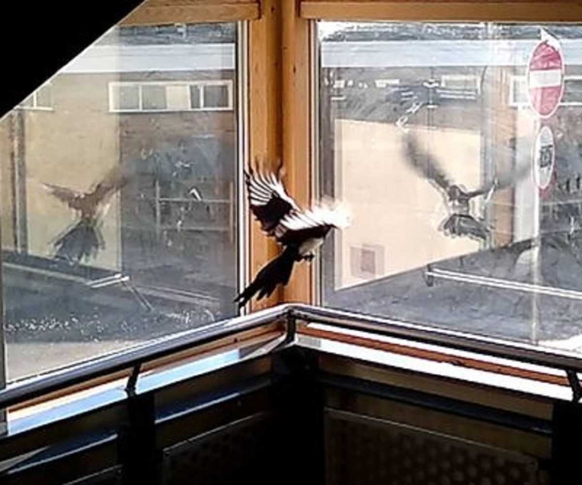 Птицы ударились в окно дома. Птица ударилась в окно. Птица стукнулась в окно. Примета птица ударилась в окно. Птица ударилась в окно и улетела.