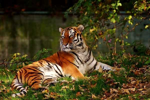 К чему снится тигр, тигренок, тигрица. сонники про тигров во сне.