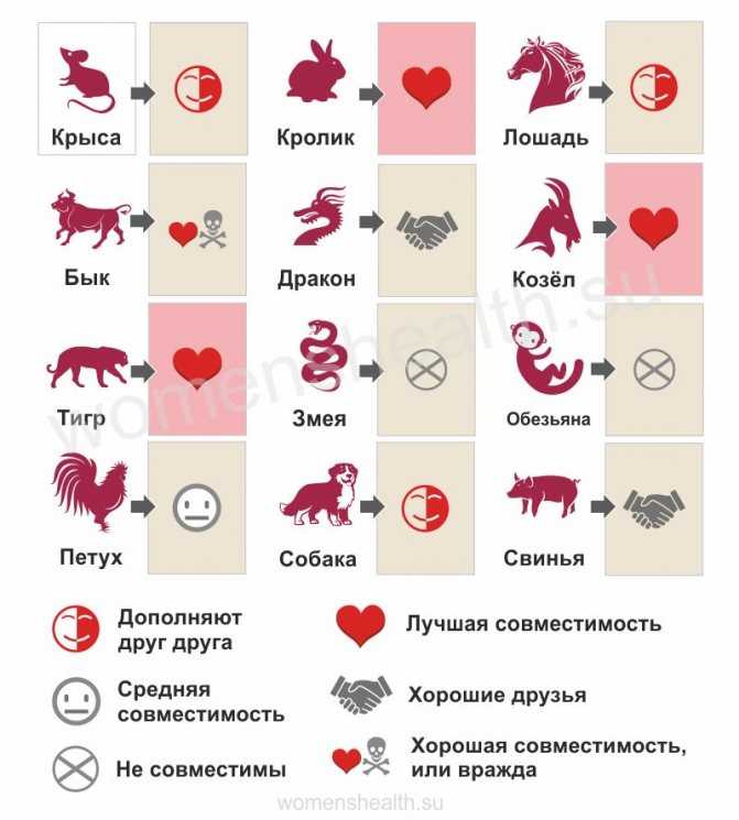 Свинья и свинья - совместимость знаков. мужчина-свинья, женщина-свинья: совместимость :: syl.ru