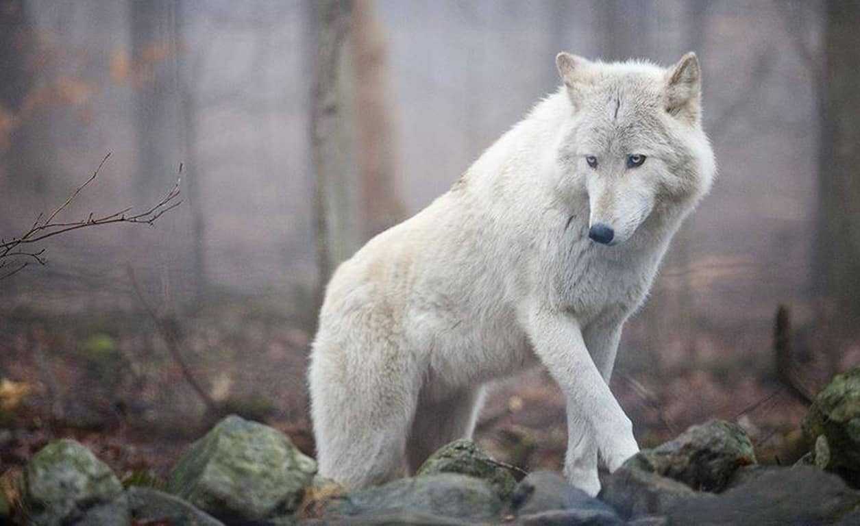 К чему снятся волки во сне для женщины: что это значит, нападают, кусают, черные, белые, серые