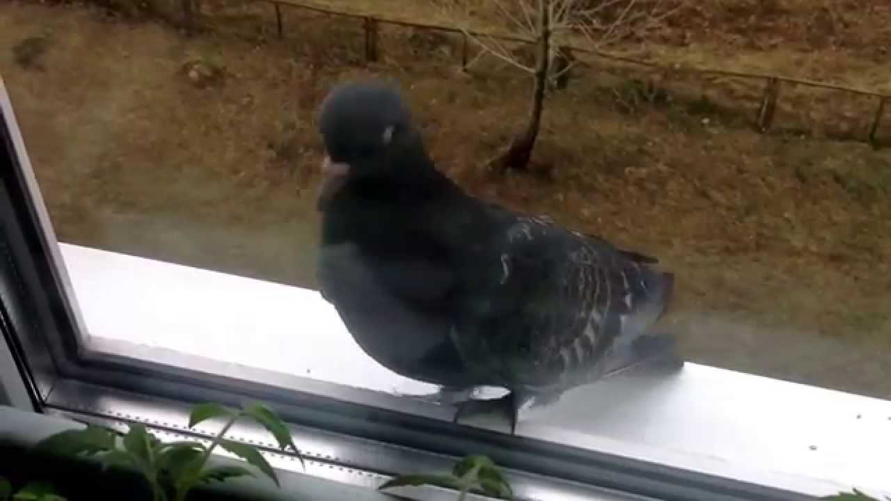 Примета птица ударилась в окно и улетела