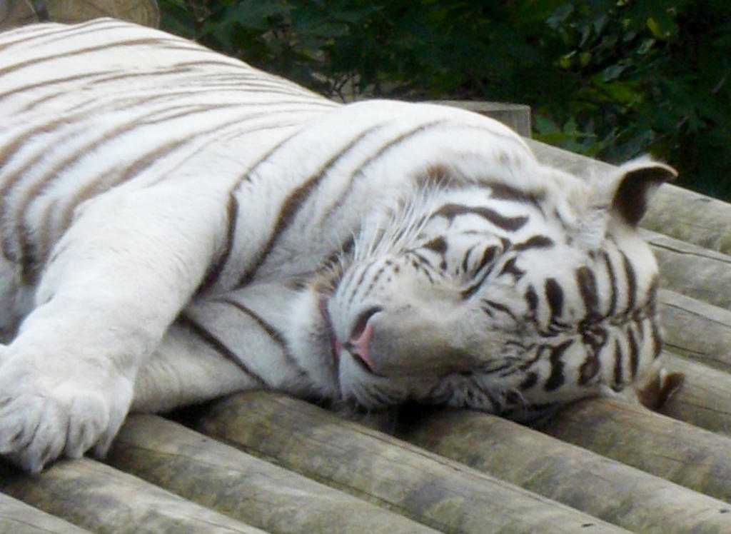 К чему снится тигр во сне?