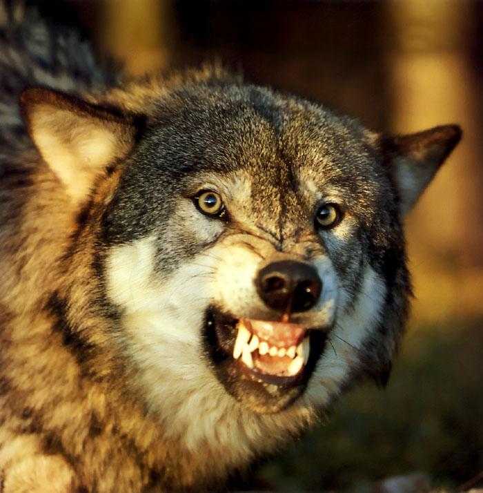 К чему снится волк или волки? сонник - волки. что значит приснился волк во сне?