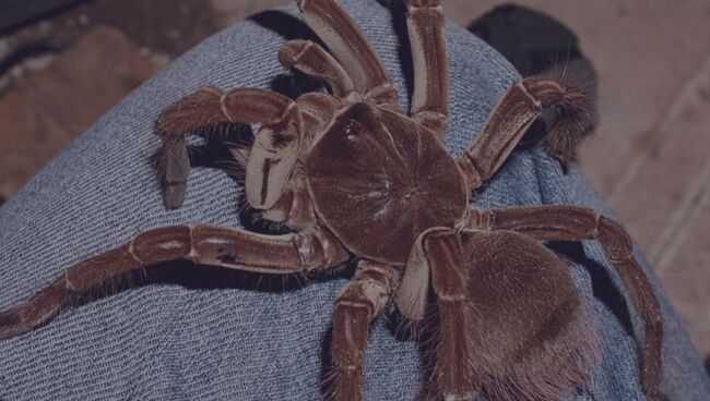 Паук сонник для женщины. Большой паук во сне. К чему снятся большие пауки. Приснился огромный паук. К чему снится паук большой.