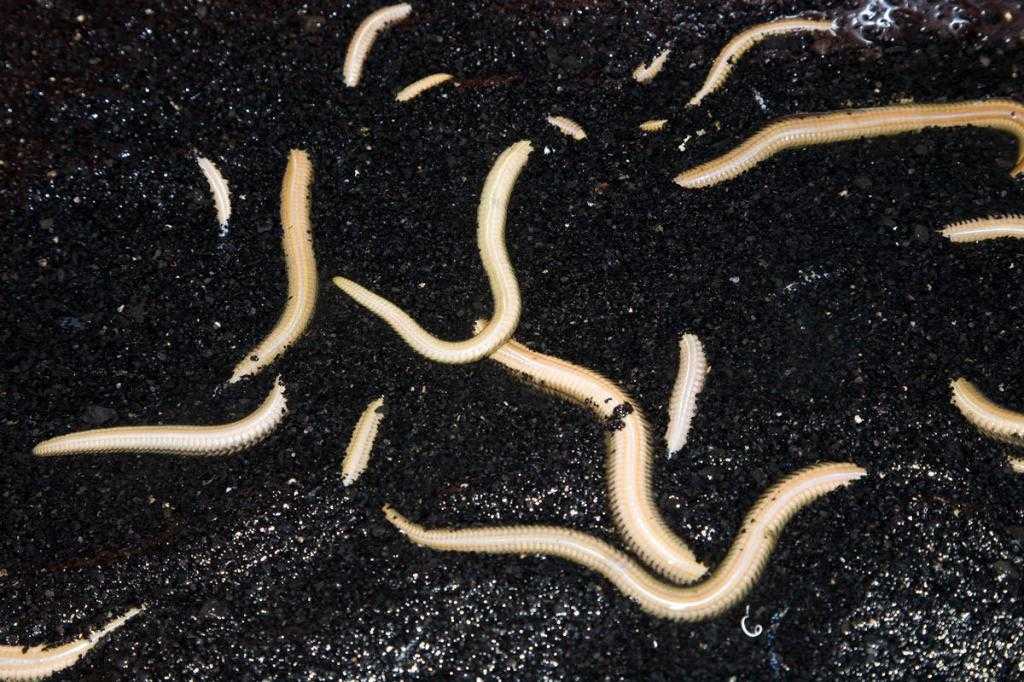 К чему снятся белые живые черви опарыши значение в соннике