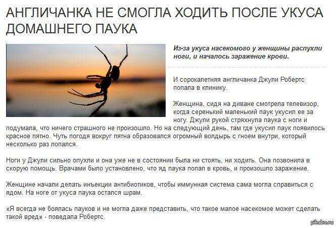 К чему снятся пауки - значение сна пауки по соннику