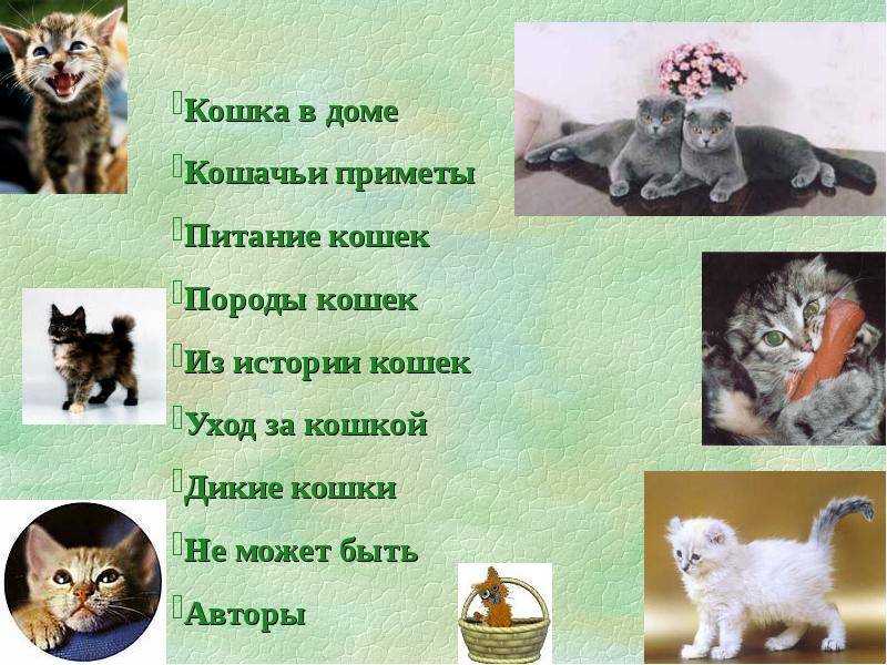Почему кошка ложится на человека: причины поведения, зачем питомцы спят рядом с хозяином