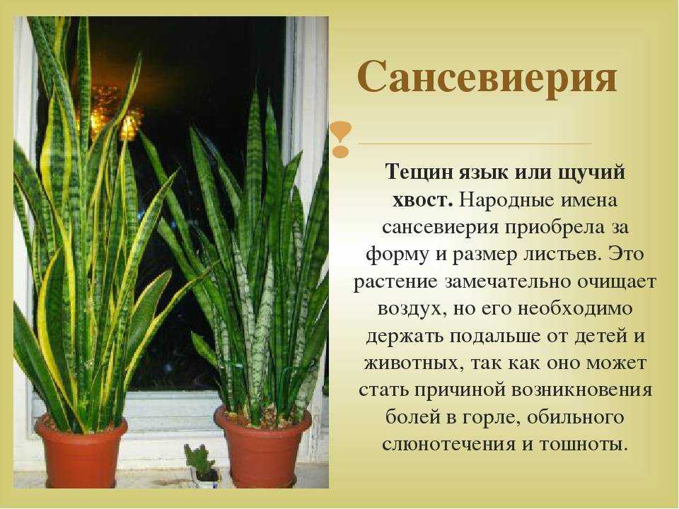 Сансевиерия ("тещин язык", "щучий хвост"): как цветет, особенности ухода, приметы - sadovnikam.ru