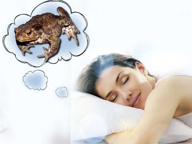 К чему снится лягушка — топ 33 подробных толкования по разным сонникам: что означает видеть во сне много маленьких живых лягушат в воде или в доме