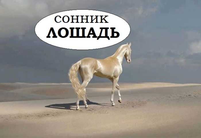 Сонник - белая лошадь к чему снится белая лошадь во сне приснилась