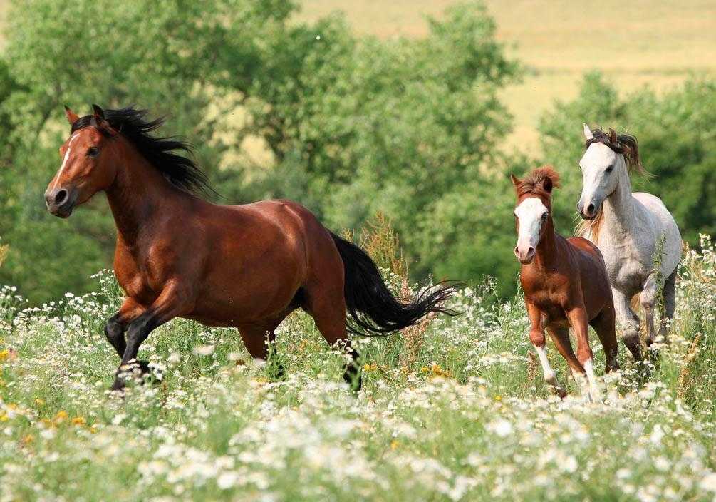 Сонник – конь, к чему снится лошадь