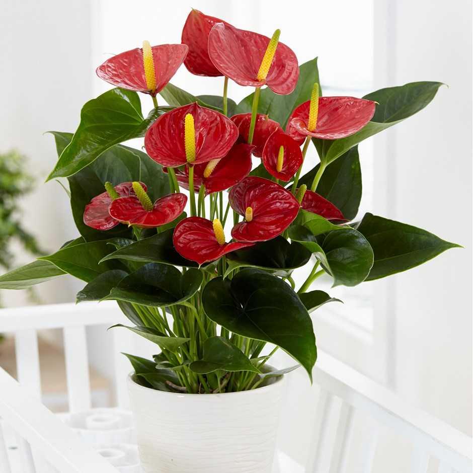 Спатифиллум и антуриум вместе 2 цветка - "женское и мужское счастье": приметы - можно дарить растение?