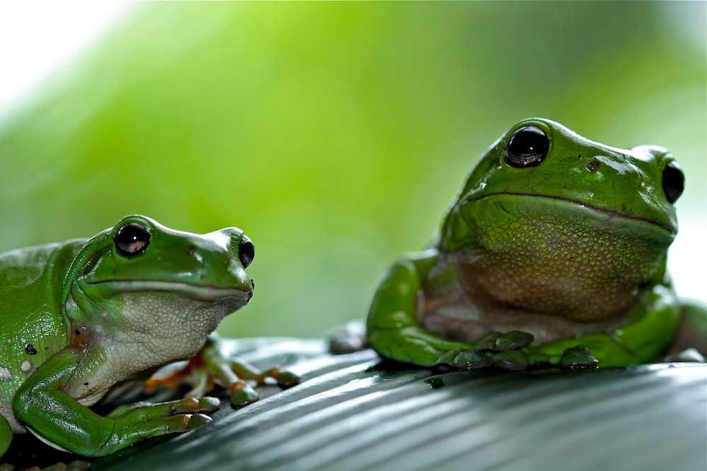 К чему снятся жабы: большие лягушки, земноводные в доме и в воде, что означает сон о жабе у женщины