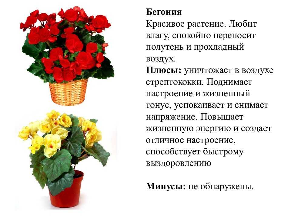 Бегония в доме: приметы и суеверия, в том числе для женщин, можно ли держать этот цветок в квартире и что он принесет своим владельцам
