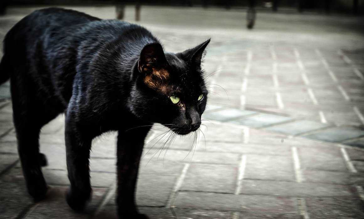 Примета если черная кошка перебежала дорогу