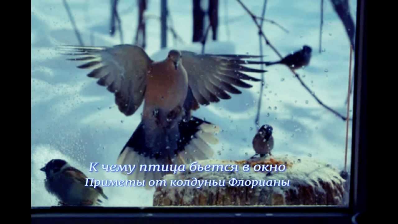 Почему птица стучит в окно. К чему бьётся птица. К чему стучится птица в окно. К чему птица бьется в окно. Птица стучится в окно примета.
