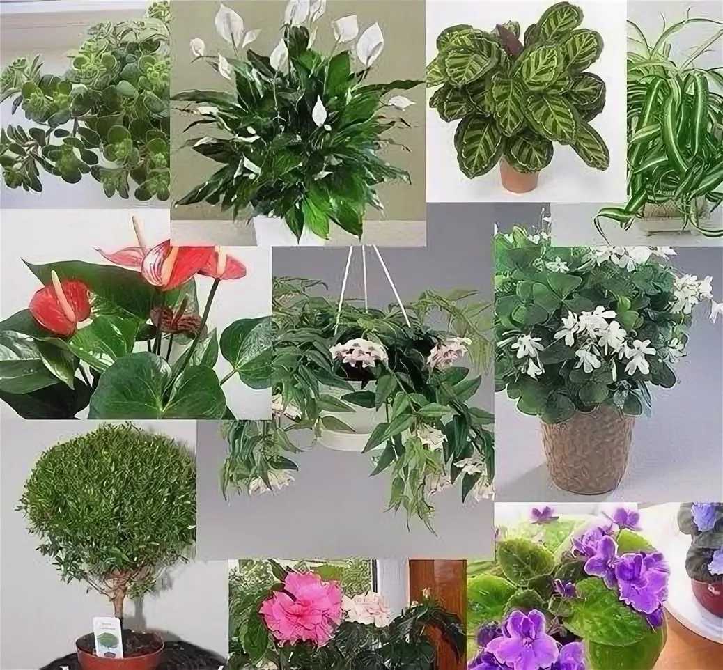 По фен-шуй: эти растения принесут счастье и благополучие в ваш дом
по фен-шуй: эти растения принесут счастье и благополучие в ваш дом