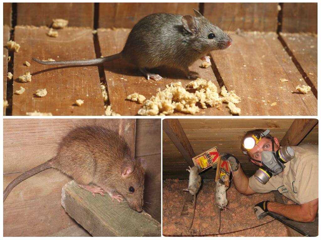 Все приметы и суеверия про мышей