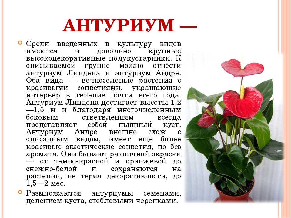 Какие приметы про Антуриум должен знать каждый, у кого есть этот цветок в доме На что нужно обращать особое внимание в процессе выращивания