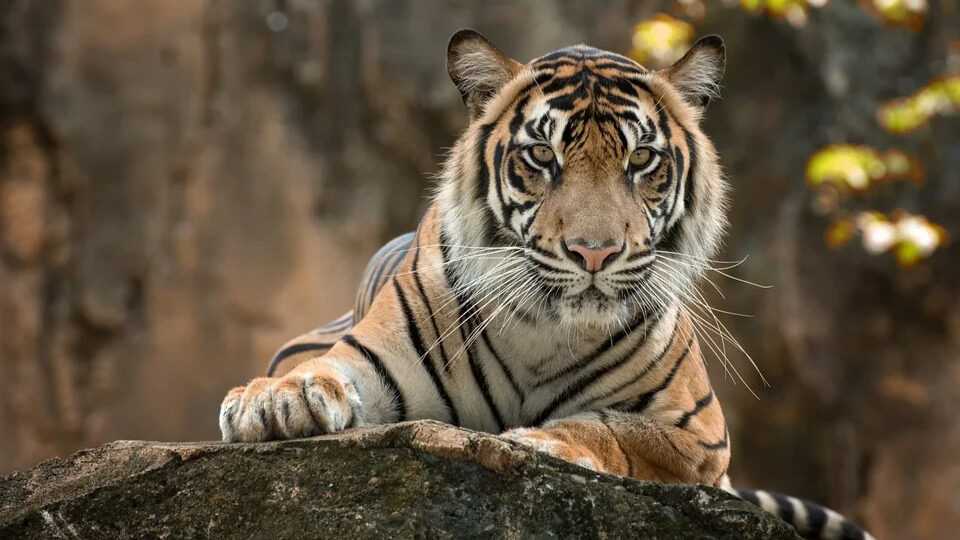 К чему снится  тигр во сне — по 90 сонникам! если видишь во сне тигр что значит?