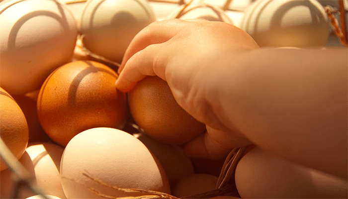 ➤➤ к чему снятся куриные яйца - толкование по известным сонникам