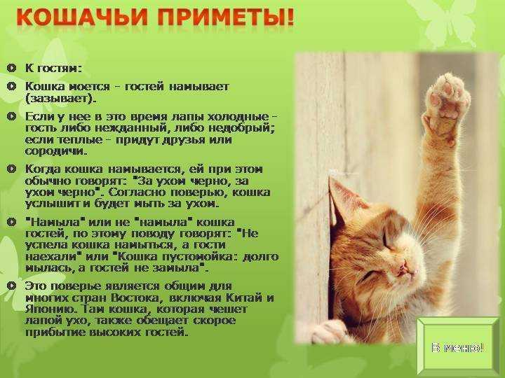 Как народные поверья объясняют то, почему кошки не приживаются в доме