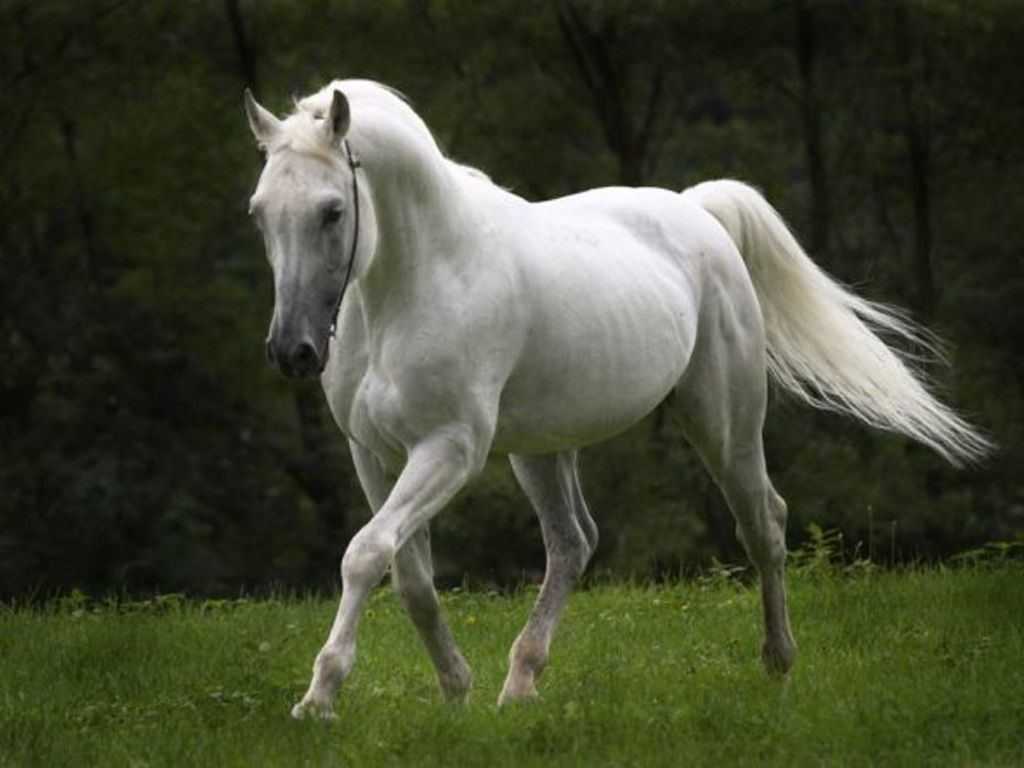 К чему снятся кони: толкование снов. к чему снятся белые и черные кони