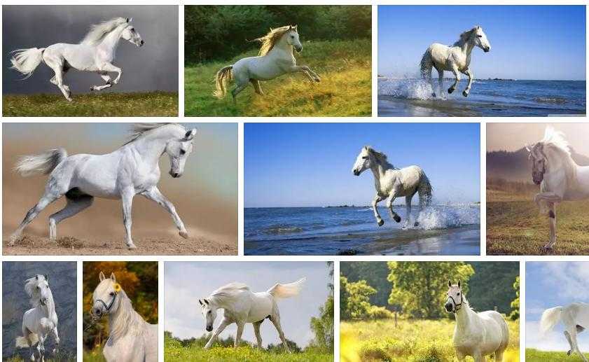 Снится лошадь белая — толкование снов по сонникам