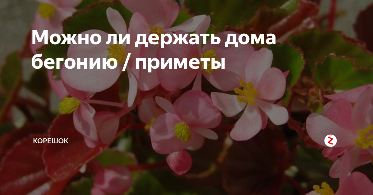 Как ухаживать за бегонией в горшке после покупки: особенности выращивания цветка в домашних условиях - sadovnikam.ru