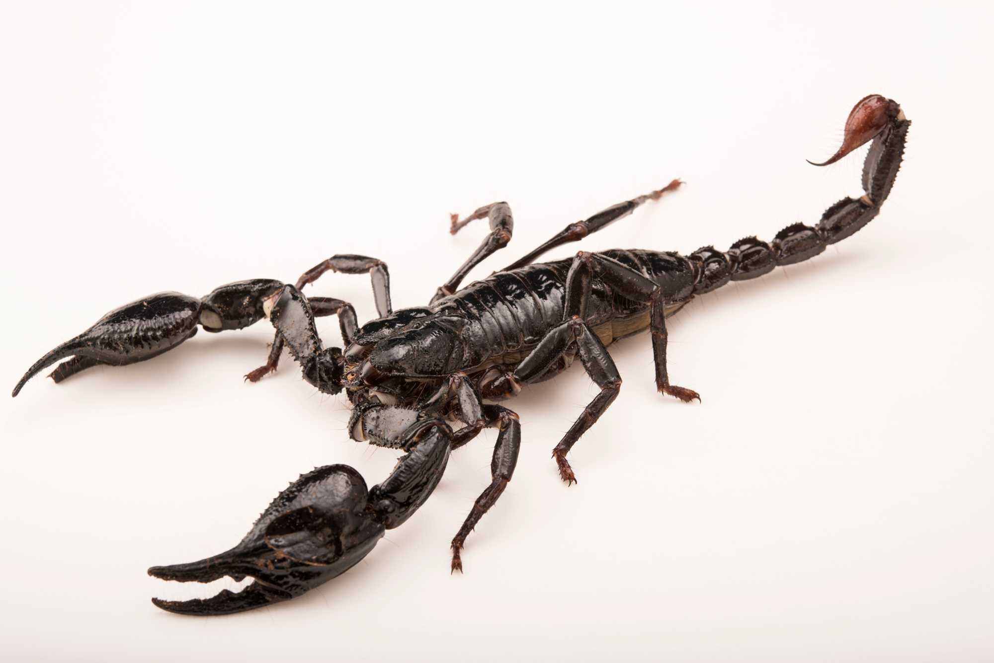 К чему снится скорпион 🦂 во сне, сонники и толкование