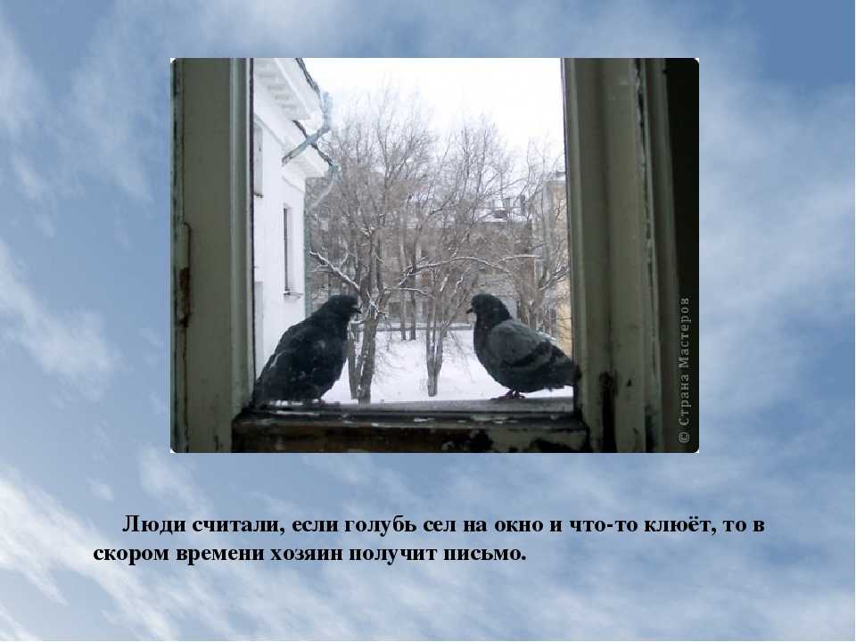 Приметы про голубя — если на подоконнике, залетел в окно, мертвый
