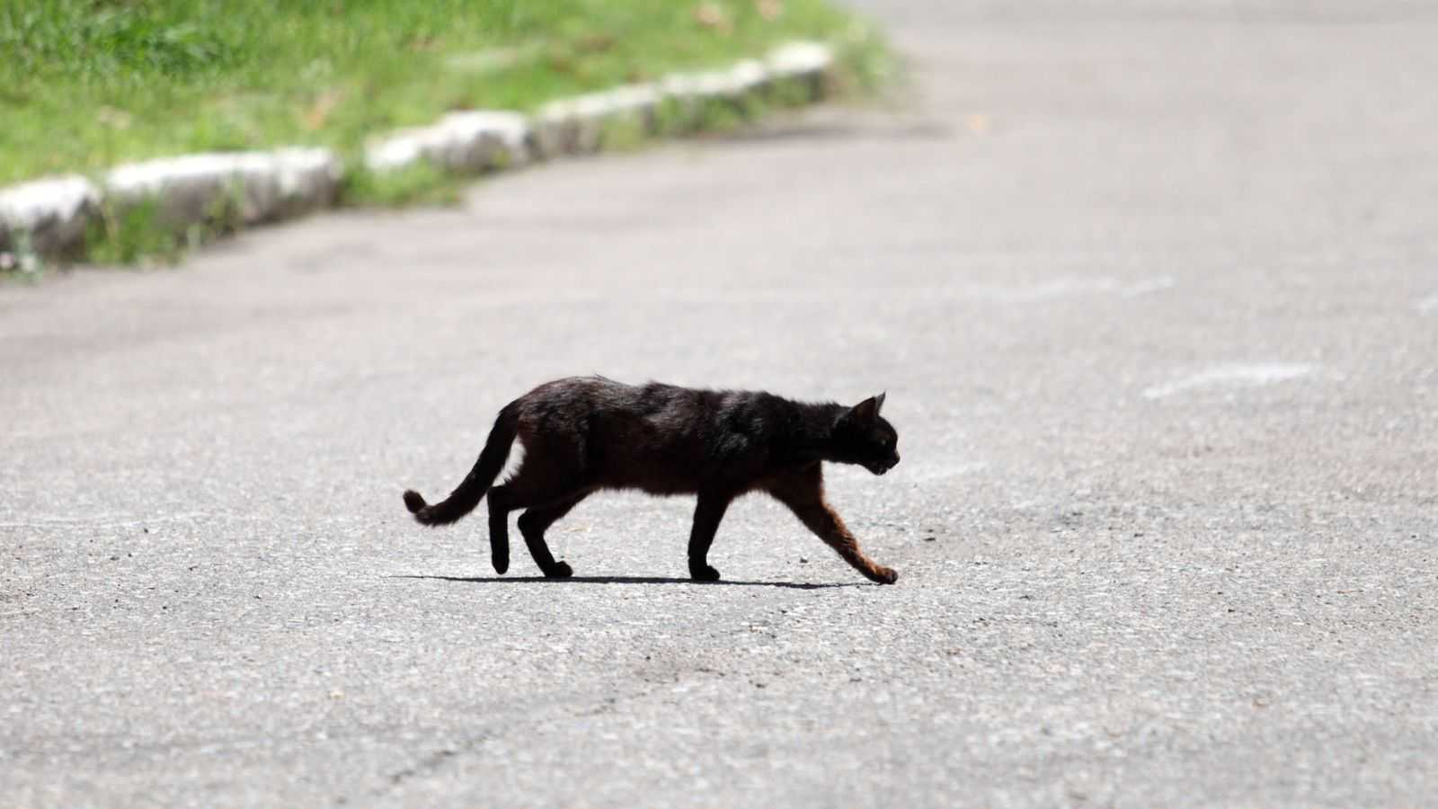 Черная кошка перебежала дорогу слева-направо и наоборот: что это значит и как избежать неудачи