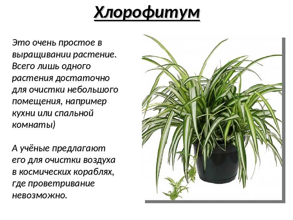 Хлорофитум: приметы и суеверия, кому можно держать дома